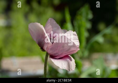 Gros plan d'un coquelicot blanc et violet oriental, du Papaver orientale ou d'un mariage royal. Banque D'Images