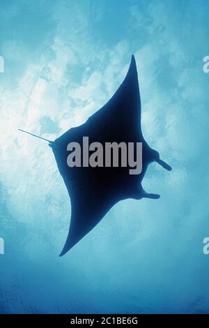 Manta ray - Manta birostris Banque D'Images