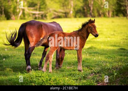 Cheval de mère avec son pâturage sur un pâturage vert de printemps contre un fond de forêt verte dans le soleil de cadre Banque D'Images