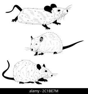 fond blanc, rat, souris, ensemble de silhouettes noir et blanc Illustration de Vecteur