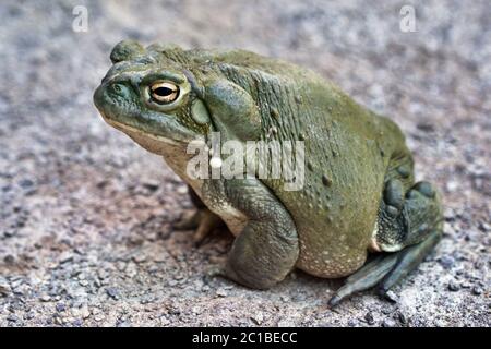 Crapaud du fleuve Colorado - Bufo alvarius Banque D'Images