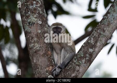 Singe vervet Chlorocebus pygerythrus Monkey du Vieux monde de la famille des Cercopithecidae Portrait d'Afrique Banque D'Images