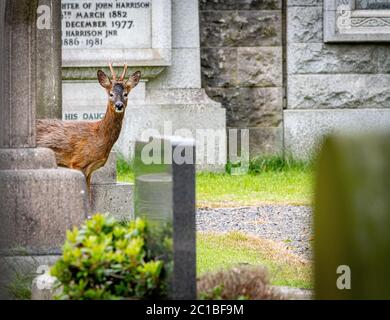 Dimanche 14 juin 2020. Édimbourg, Écosse. Un cerf de Virginie explore le cimetière Dean dans le centre d'Édimbourg, en Écosse. Pendant le confinement du coronavirus Covid-19, de nombreux animaux sauvages ont été vus explorer les centres urbains, car ils sont devenus plus calmes et moins perturbant l'être humain. Banque D'Images