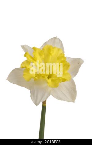 Jonquille jaune (Narcissus) isolée sur fond blanc Banque D'Images