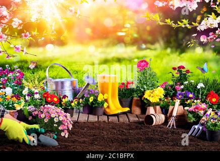 Jardinage de printemps - pots de fleurs un équipement dans le jardin de soleil Banque D'Images