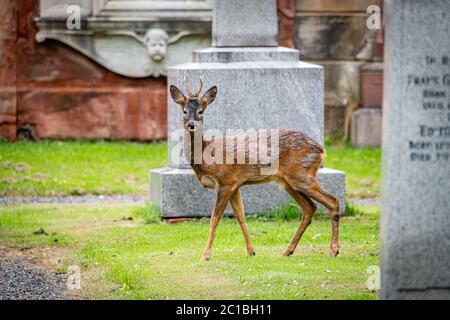 Dimanche 14 juin 2020. Édimbourg, Écosse. Un cerf de Virginie explore le cimetière Dean dans le centre d'Édimbourg, en Écosse. Pendant le confinement du coronavirus Covid-19, de nombreux animaux sauvages ont été vus explorer les centres urbains, car ils sont devenus plus calmes et moins perturbant l'être humain. Banque D'Images