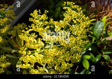 Fleur de l'Euphorbia, des caractères de la méditerranée ou de Palisaden Wolfsmilch Banque D'Images