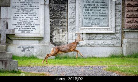 Dimanche 14 juin 2020. Édimbourg, Écosse. Un cerf de Virginie explore le cimetière Dean dans le centre d'Édimbourg, en Écosse. Pendant le confinement du coronavirus Covid-19, de nombreux animaux sauvages ont été vus explorer les centres urbains, car ils sont devenus plus calmes et moins perturbant l'être humain. Banque D'Images