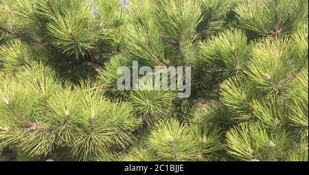 Branches de pin en gros plan. Arrière-plan de l'épinette verte. Arbre de conifères avec de longues aiguilles. Banque D'Images