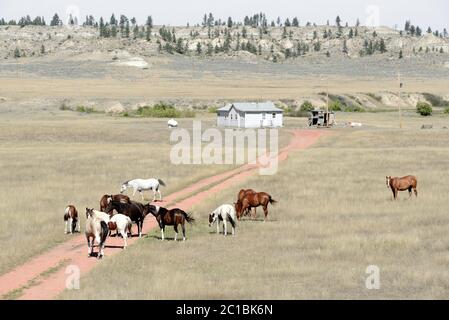 États-Unis, Montana, réserve indienne de Cheyenne du Nord, maison et chevaux Banque D'Images