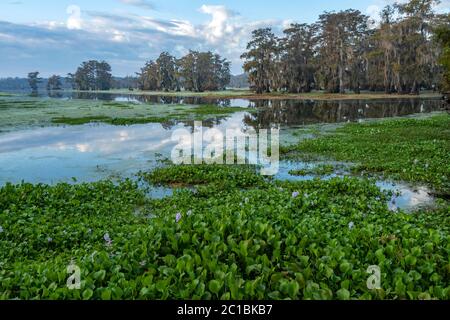 Etats-Unis, Louisiane, Jefferson Parish, Lafayette, lac Martin, jacinthe d'eau Banque D'Images