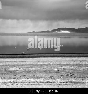 États-Unis, Utah, Comté de Davis, Parc d'état d'Antelope Island, Banque D'Images