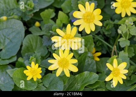 Fleur de printemps moins de celandine (Ficaria verna) dans une nature sauvage Banque D'Images