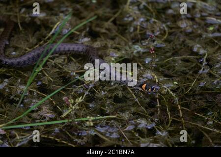 Serpent gras dans le portrait du lac Natrix Natrix Banque D'Images