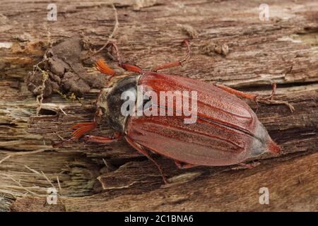 Cockchafer (Melolontha melolontha) montées sur bois Banque D'Images