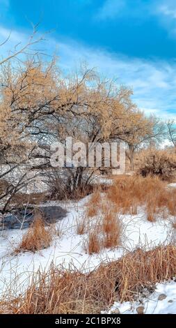 Cadre vertical graminées brunes et arbres avec branches sans feuilles sur des terres enneigées en hiver Banque D'Images