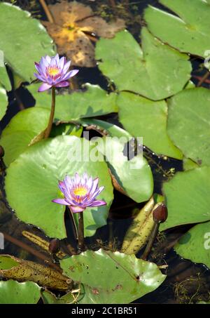 le lotus bleu fleurit dans un étang de Srimangal (Sreemangal) au Bangladesh. La fleur bleue de lotus a longtemps été associée à la spiritualité et à la divinité. Banque D'Images