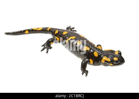 Salamandre (Salamandra salamandra incendie) isolé sur fond blanc Banque D'Images