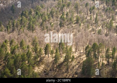Forêt mixte. Printemps dans les montagnes. Arrière-plan. Banque D'Images