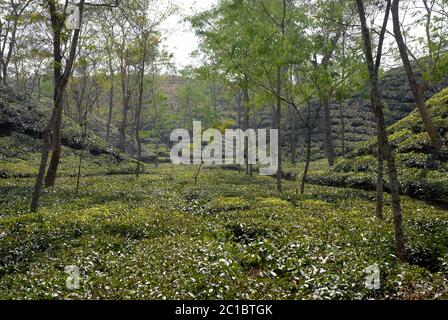 Plantation de thé à Srimangal (Sreemangal) au Bangladesh. Srimangal est l'un des principaux endroits pour cultiver le thé au Bangladesh et de nombreux jardins de thé sont ici Banque D'Images