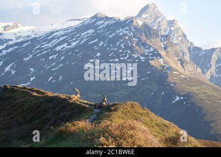 Capricorne alpin Ibex Capra ibex montagne Alpes suisses Banque D'Images