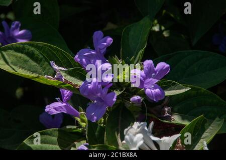 Barleria cristata, le violet philippin, le barleria bluebell ou le violet philippin à crête, est une espèce végétale de la famille des Acanthaceae. Banque D'Images