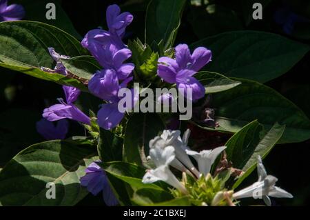 Barleria cristata, le violet philippin, le barleria bluebell ou le violet philippin à crête, est une espèce végétale de la famille des Acanthaceae. Banque D'Images