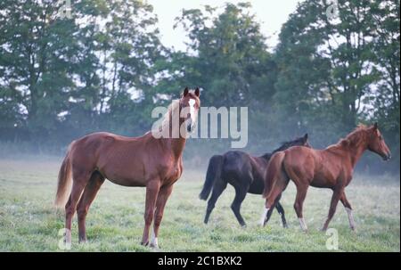 chevaux sur un pâturage brumeux le matin Banque D'Images