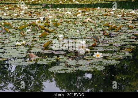 Lily flottant sur l'eau Banque D'Images