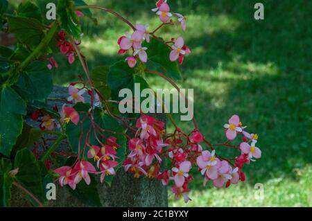 Begonia est un genre de plantes à fleurs vivaces de la famille des Begoniaceae Banque D'Images