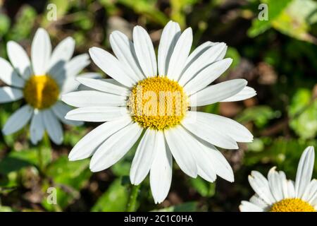 Leucanthemum x superbum 'Snowcap' plante herbacée blanche d'été d'automne vivace, communément connue sous le nom de Shasta Daisy Banque D'Images