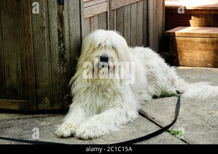 Chien de garde sur le patio. Banque D'Images