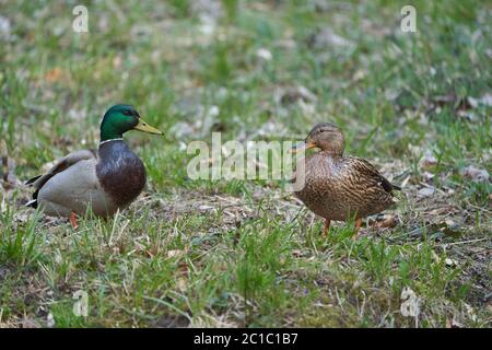 Mallard Anas platyrhynchos couple de canards de surface suisse Banque D'Images