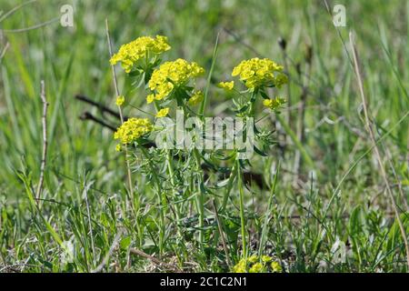 L'euphorbe cyprès (Euphorbia cyparissias) dans une nature sauvage Banque D'Images