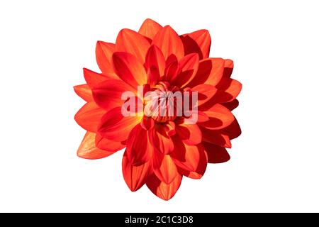 Dahlia 'Taratahi Ruby' plante herbacée vivace été été automne vivace plante florale découpée et isolée sur fond blanc Banque D'Images