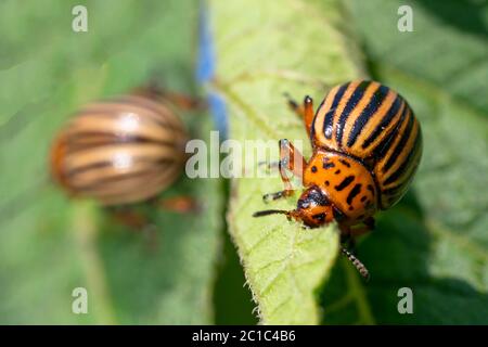 Insectes de pomme de terre sur le feuillage de la pomme de terre dans la nature, fond naturel, macro image Banque D'Images