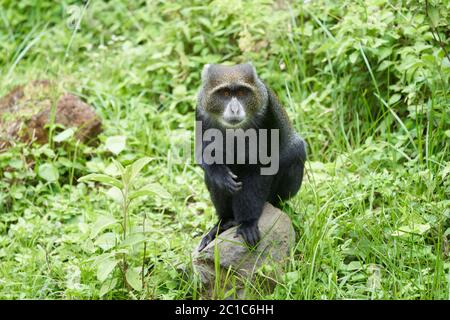 Singe bleu singe diademed Cercopithecus mitis Portrait espèces de la monke du Vieux monde Banque D'Images