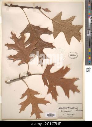 Quercus coccinea Mnchh Quercus coccinea Mnchh. Banque D'Images