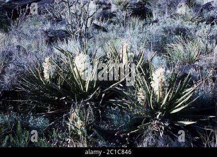 Torr Yucca baccata Torr Yucca baccata Torr. Banque D'Images