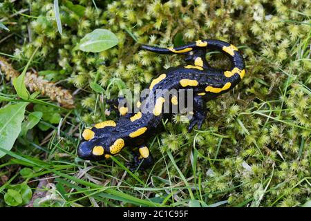 (Salamandra salamandra salamandre de feu) dans une nature sauvage Banque D'Images