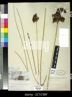 00821058.tif Juncus acutus L. Banque D'Images