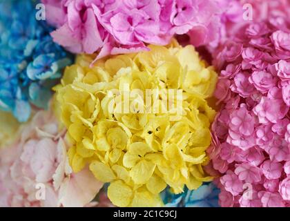 Bouquet de fleurs de couleur pivoines. Banque D'Images