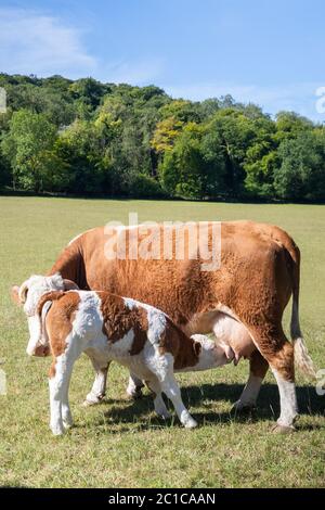 Mère Cow Suckling bébé Calf paître sur pré été sur la ferme d'élevage du Royaume-Uni Banque D'Images