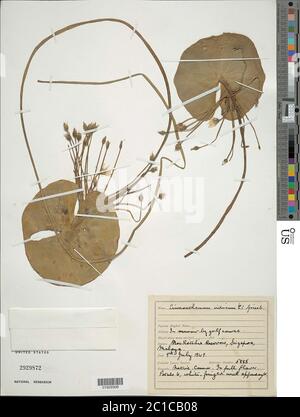 Nymphoides indica L Kuntze Nymphoides indica L Kuntze. Banque D'Images