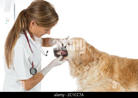 L'exécution d'une inspection vétérinaire dentaire pour un Golden Retriever en milieu clinique Banque D'Images