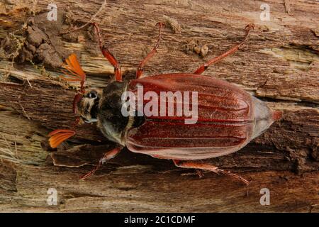 Cockchafer (Melolontha melolontha) montées sur bois Banque D'Images