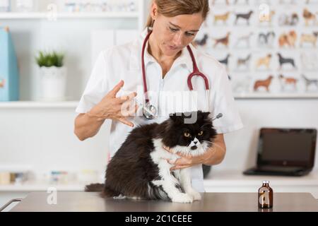 Plaçant une injection de vaccins vétérinaires à un chat à la clinique Banque D'Images