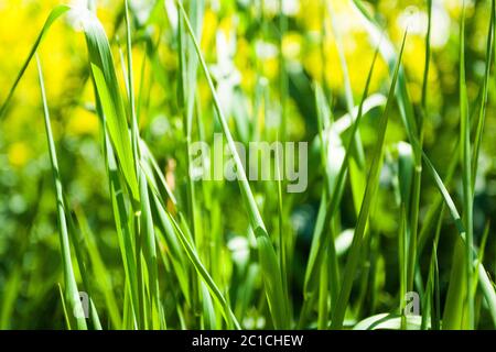 Gros plans d'herbe sous le soleil Banque D'Images