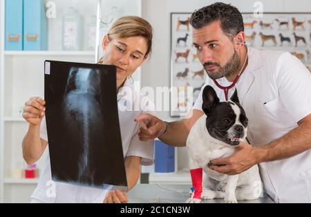 Couple d'examen vétérinaire les résultats d'une radiographie d'un bouledogue français Banque D'Images