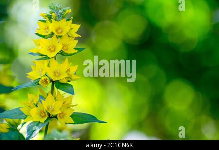 Fleur de Lysimachia vulgaris jaune belle fleur sur le parterre à fleurs Banque D'Images